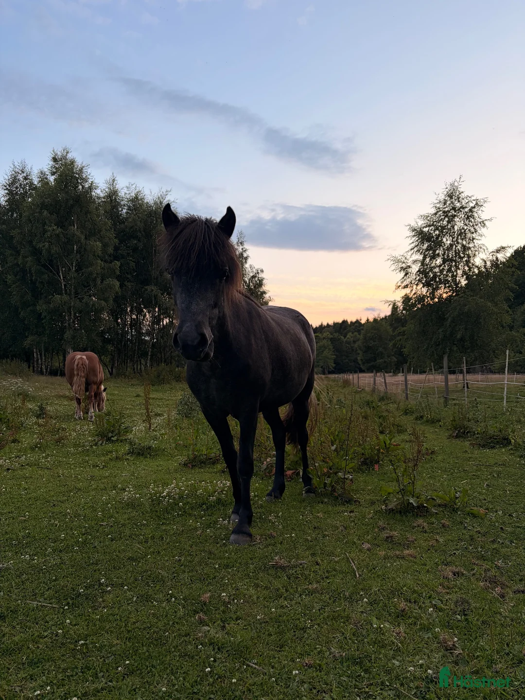 Island hästar till salu: Islandshäst  - Annons 2