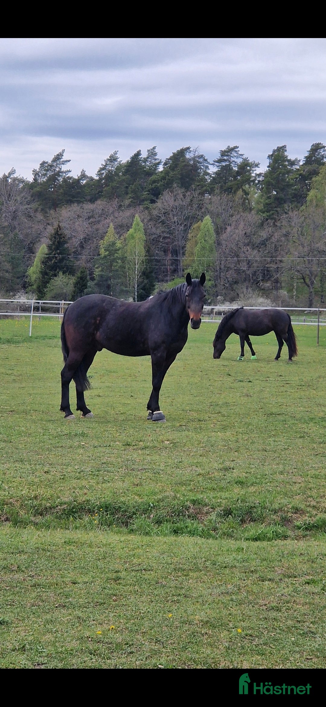 medryttarhäst finnes: Snäll 17 årig valack söker medryttare i järfälla - Annons 2