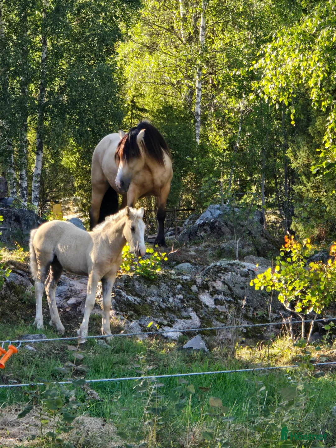 Avelshästar hästar till salu: Isabellfärgat stoföl med unik härstamning  - Annons 1