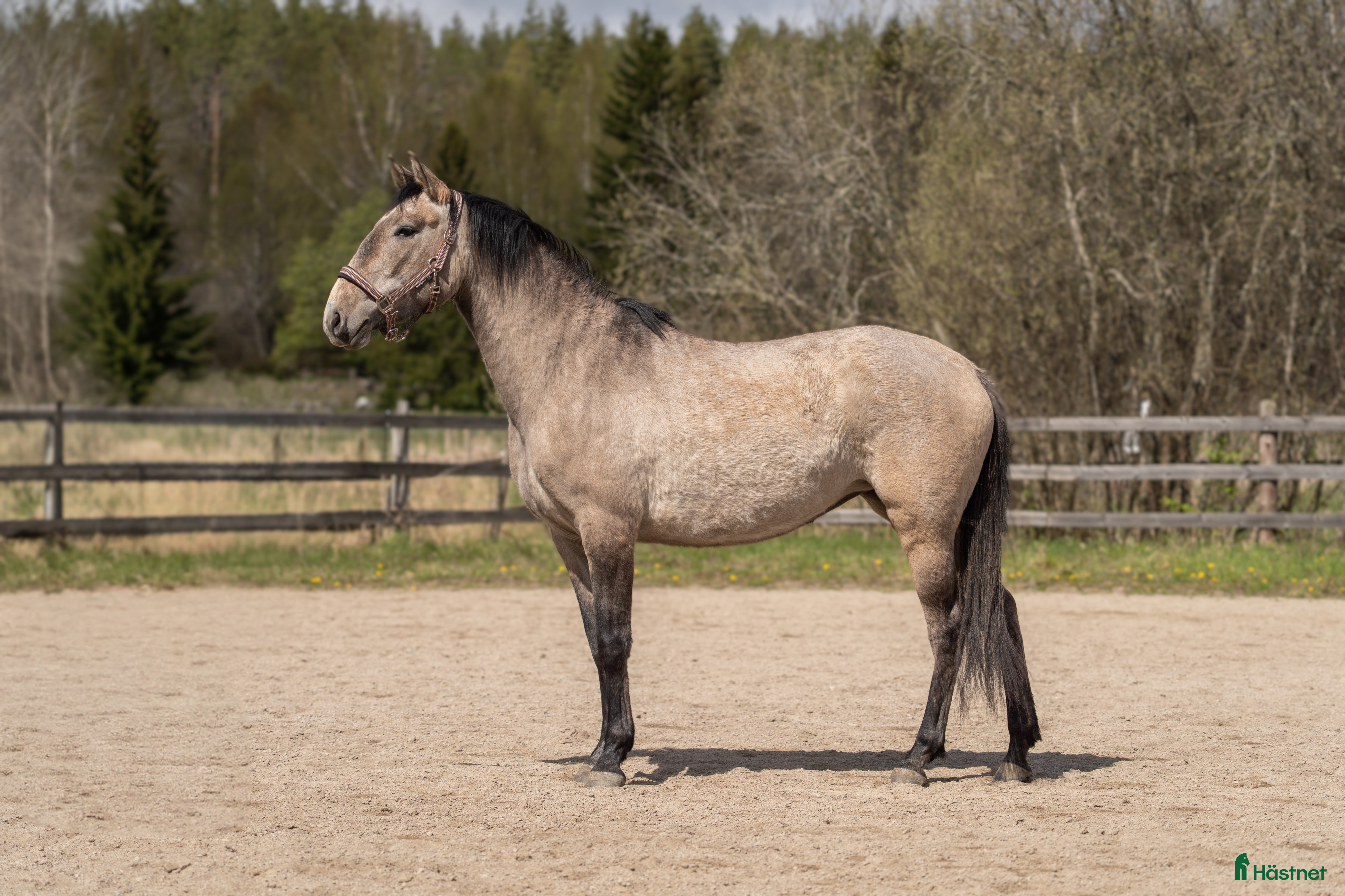  hästar Lovande 3-årigt sto med fantastiskt temperament i Uppsala - Annons 3