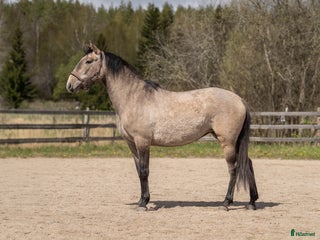 hästar Lovande 3-årigt sto med fantastiskt temperament i Uppsala - Annons 3