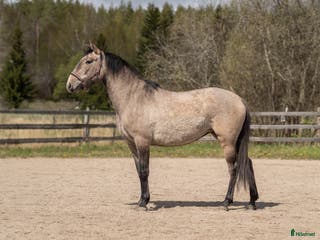 hästar Lovande 3-årigt sto med fantastiskt temperament i Uppsala - Annons 4