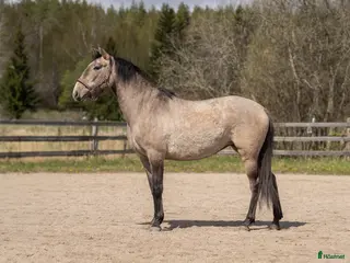 hästar Lovande 3-årigt sto med fantastiskt temperament i Uppsala - Annons 3