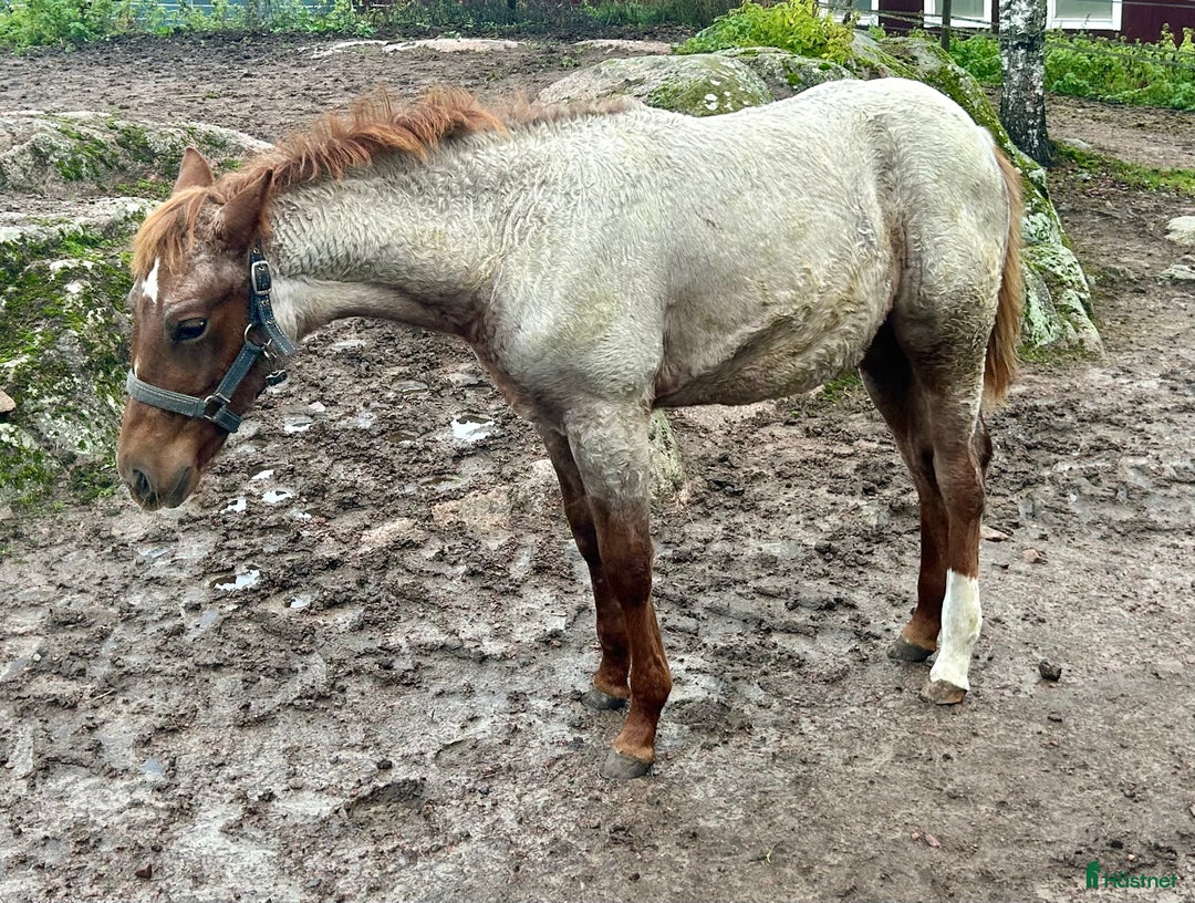 Western hästar till salu: Quarter sto föl i Kristinehamn - Annons 5