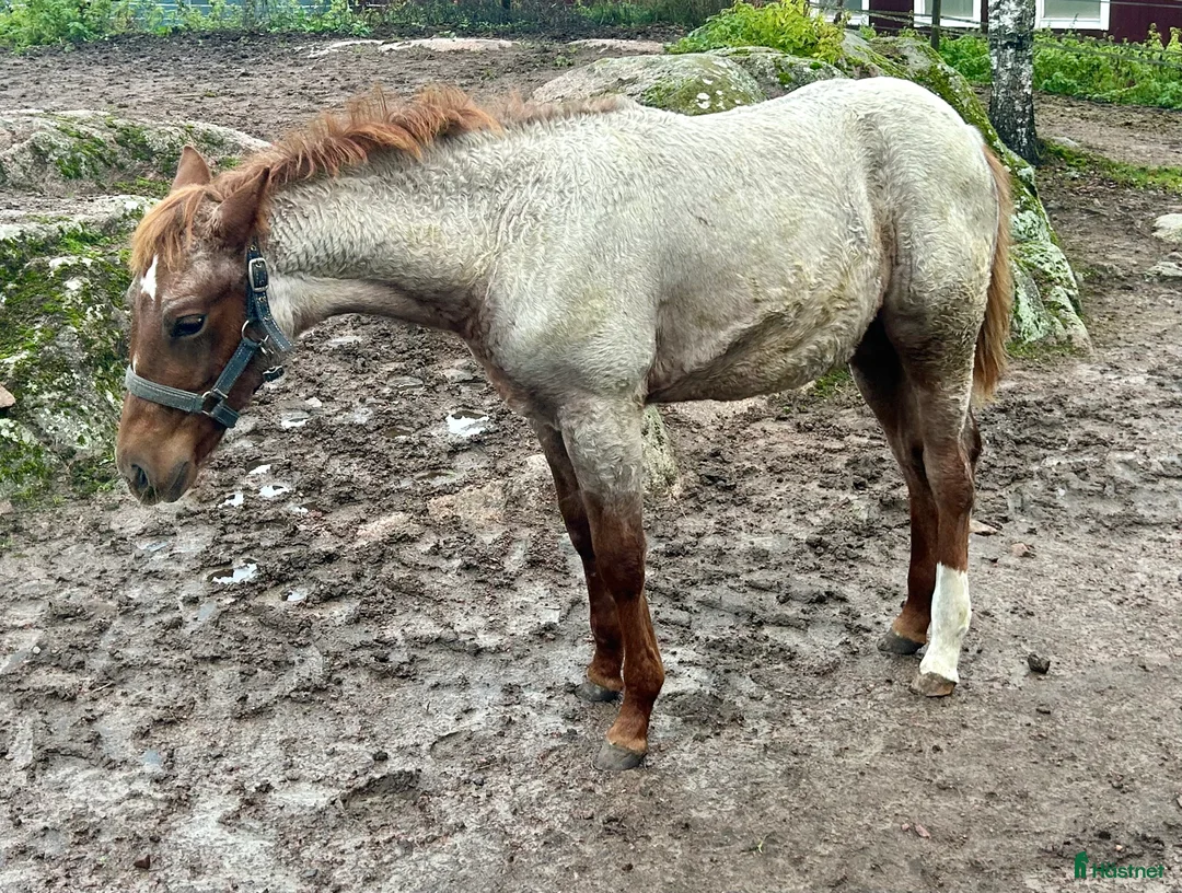 Western hästar till salu: Quarter sto föl i Kristinehamn - Annons 5