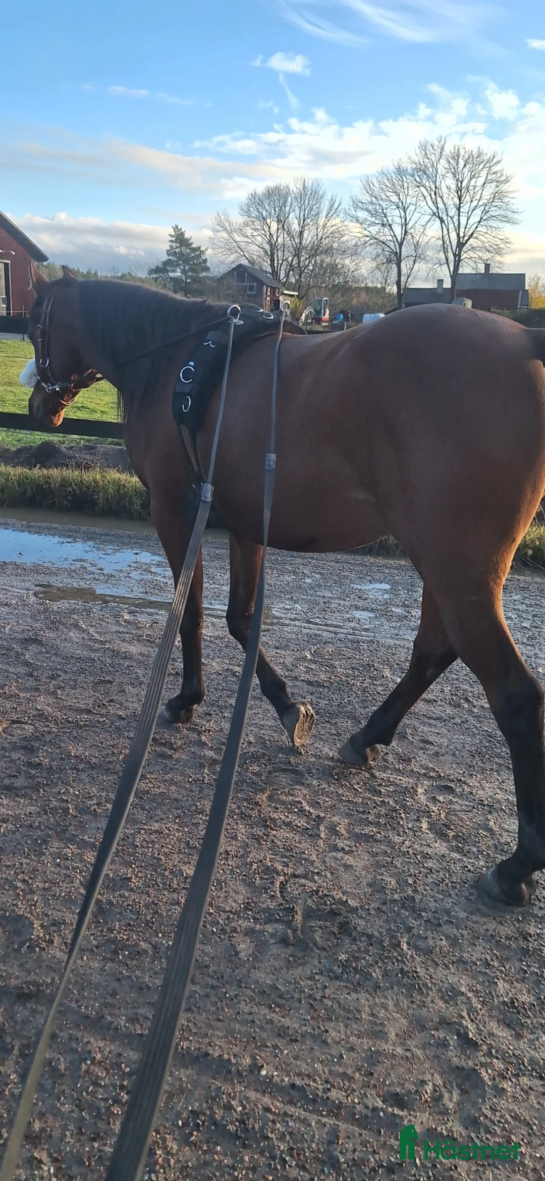 Allround hästar till salu: Intressekoll i Rimbo - Annons 4