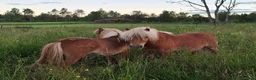 Sällskap hästar till salu: Shetlandsvalack mini - Annons 4