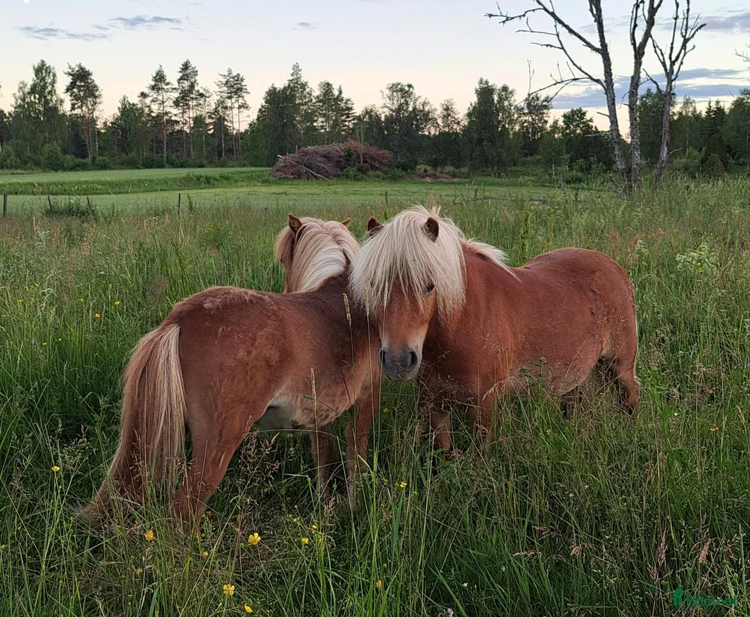 Sällskap hästar till salu: Shetlandsvalack mini - Annons 4