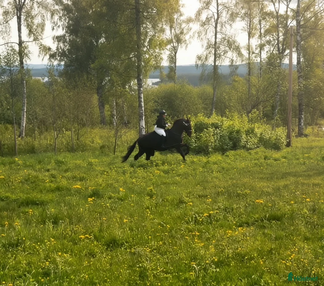 Allround hästar till salu: Intressekoll på Drömhästen - Annons 2