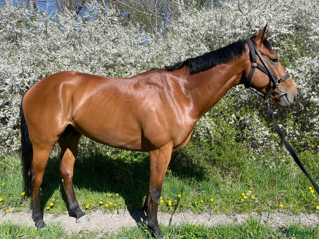 Allround hästar till salu: Väldigt fin häst - Annons 2