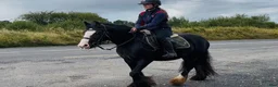 Allround hästar till salu: Bombproof / therapy pony - Annons 5