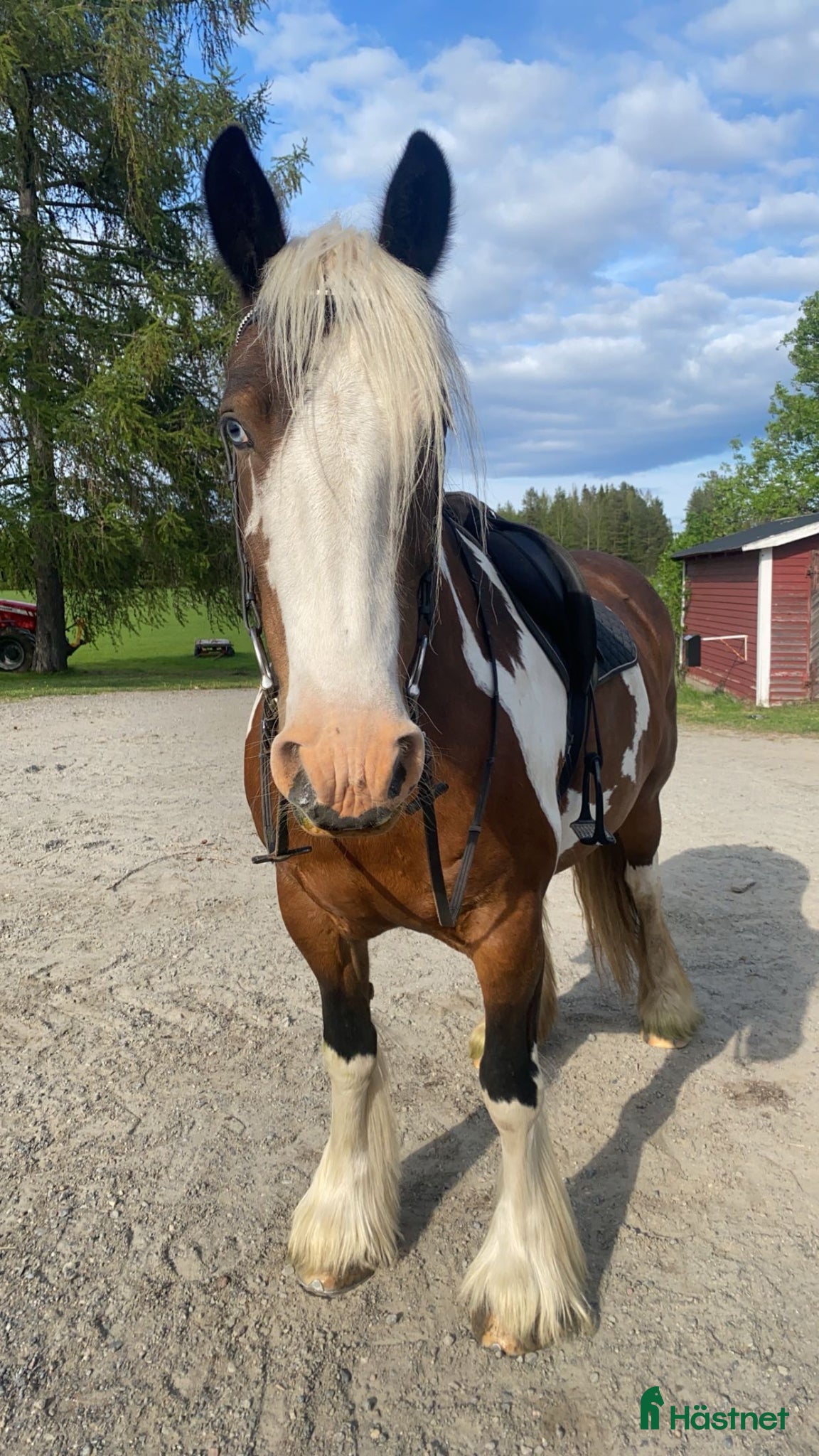  hästar Intressekoll - Annons 2