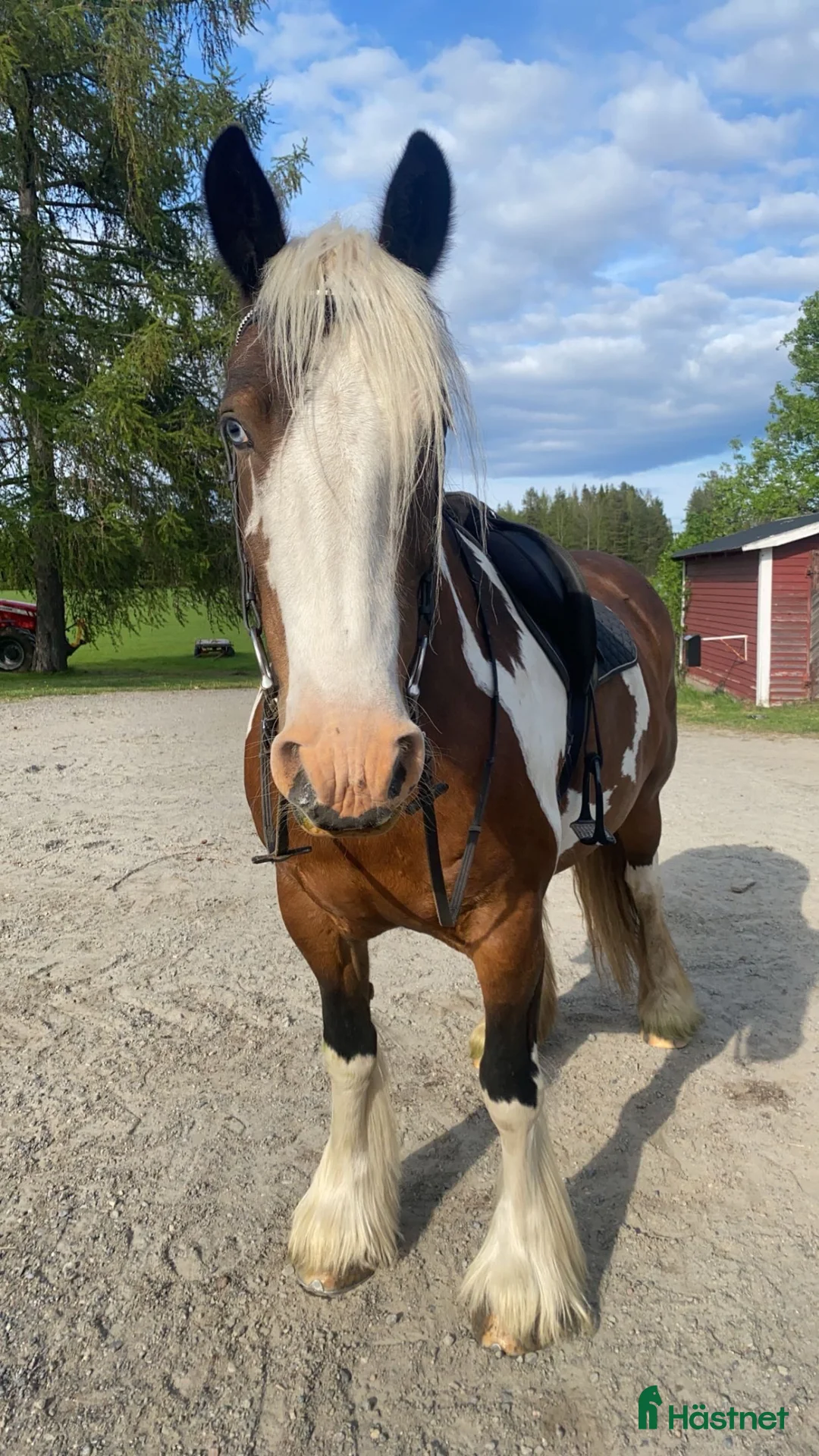 Allround hästar till salu: Intressekoll - Annons 2