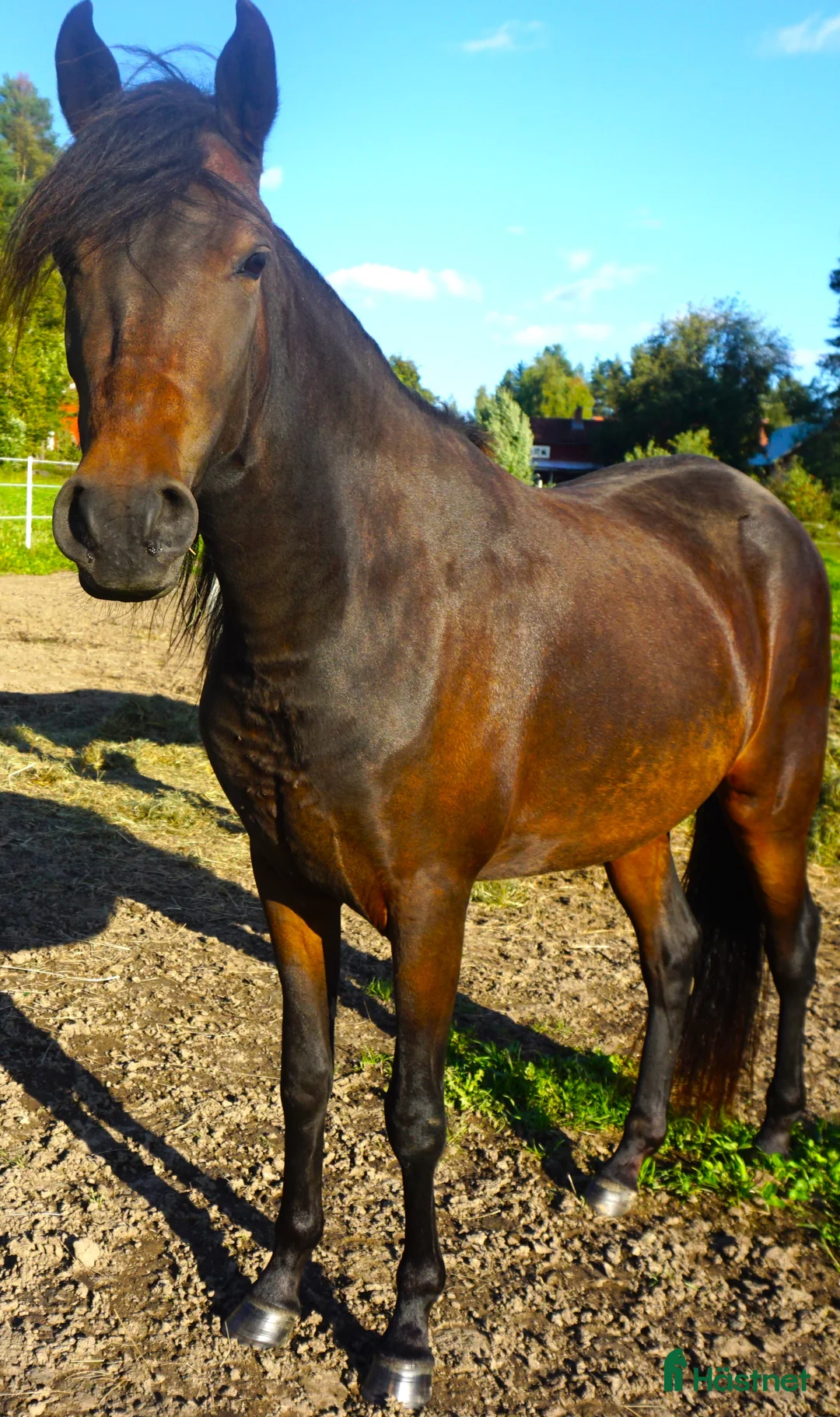 Allround hästar till salu: Paso Fino hästar (en eller fler, hem prio ö pris) i Skellefteå - Annons 4