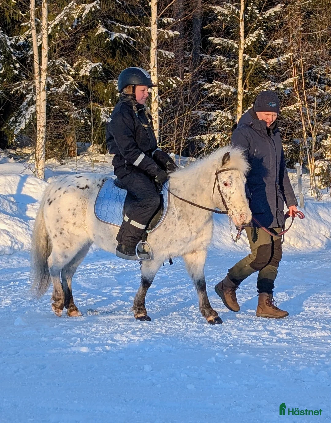 Sällskap hästar till salu: Snäll ponny söker nytt hem - Annons 1