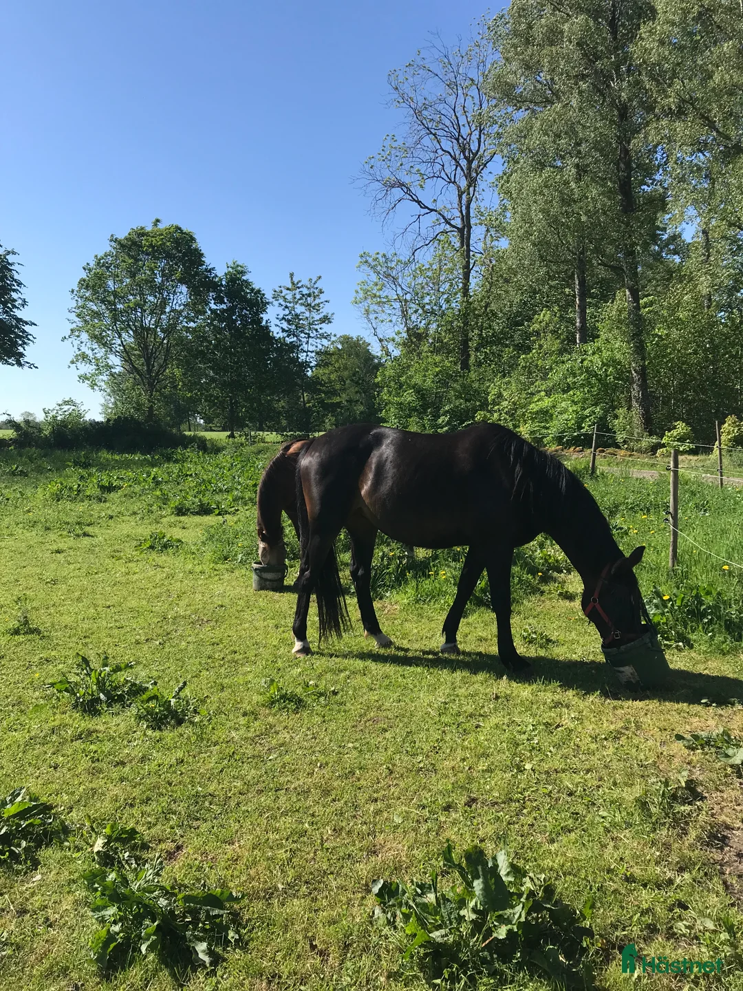 Övrigt hästar till salu: Totilla i Broddetorp - Annons 2