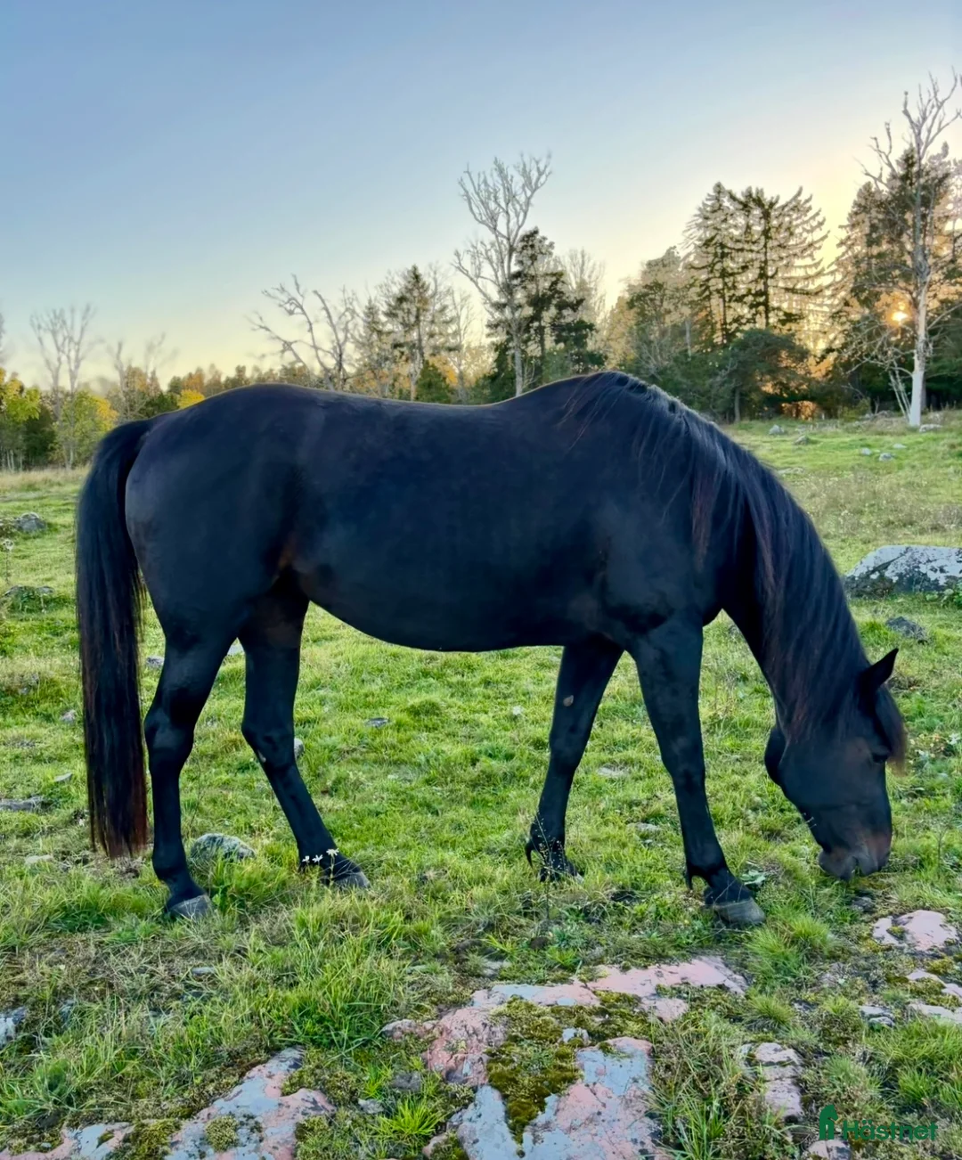 Avelshästar hästar till salu: Avelssto / Sällskapshäst i Östhammar - Annons 3