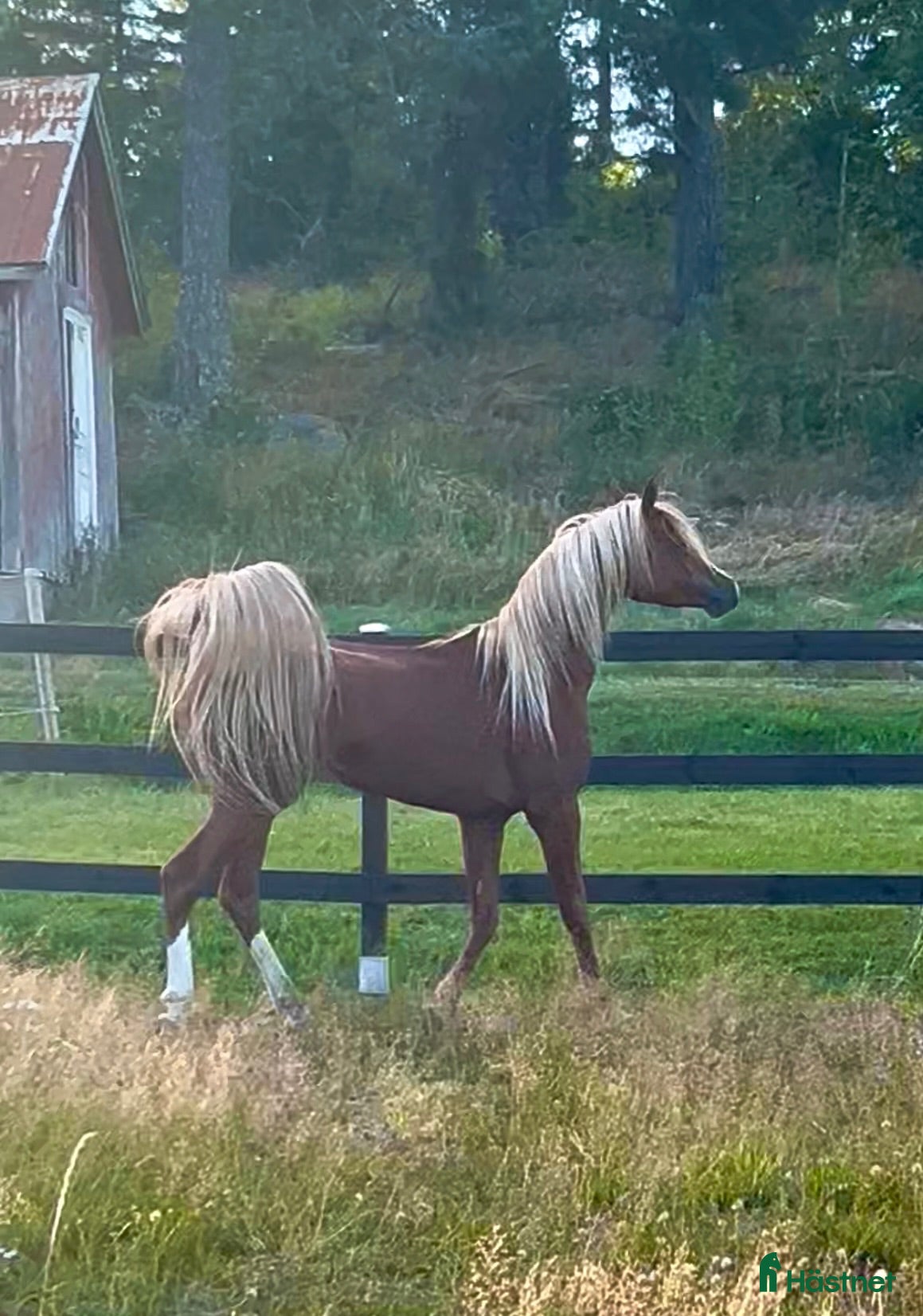  hästar Guld pojken - Annons 2