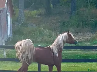 hästar Guld pojken - Annons 2