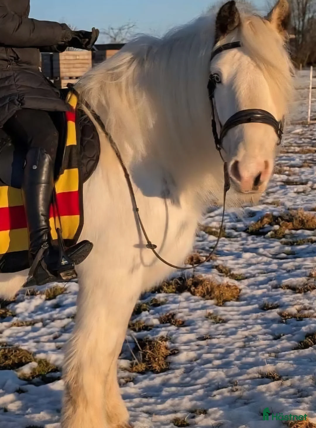 Allround hästar till salu: Världens bästa Esther  - Annons 5