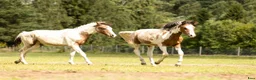 Allround hästar till salu: Vacker 1-åring - Pintaloosa sto och hingst - Annons 7