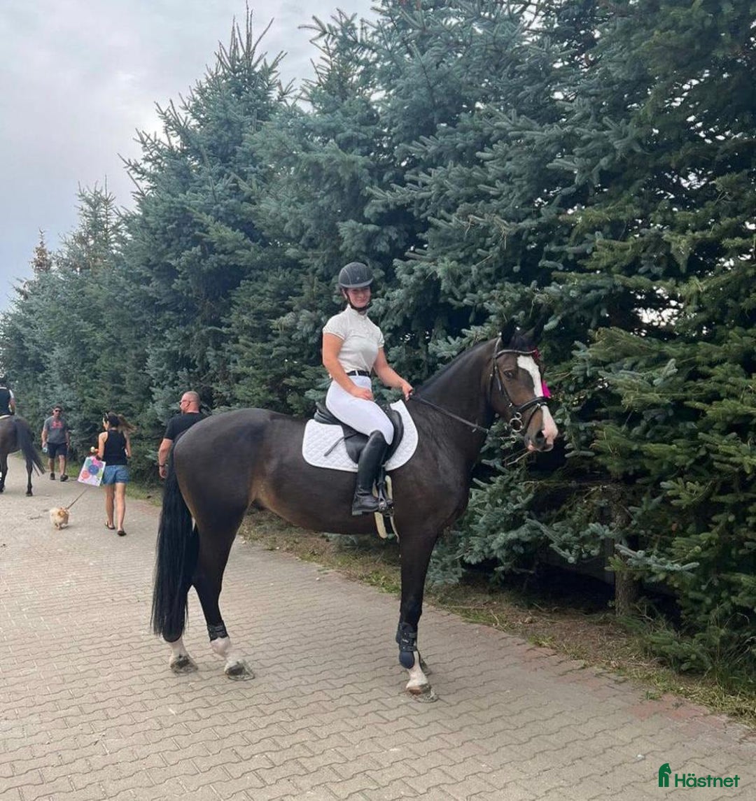 Allround hästar till salu: 🤍Beautiful Warmblood Gelding–True Best Friend!🤍 i Stockholm - Bild 4