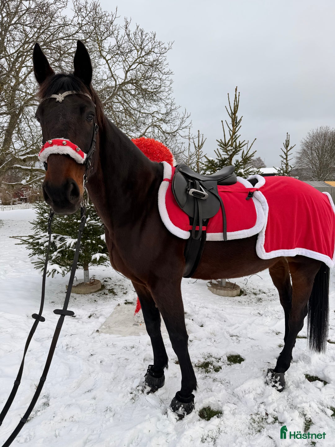 Allround hästar till salu: Hennesy – hästen som ger allt för sin människa 💛 i Näsum - Annons 2