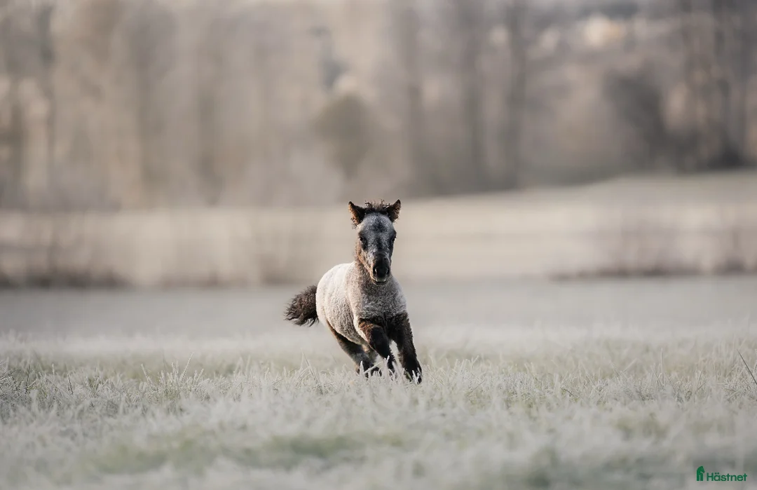 Allround hästar till salu: American mini Curly  - Annons 2