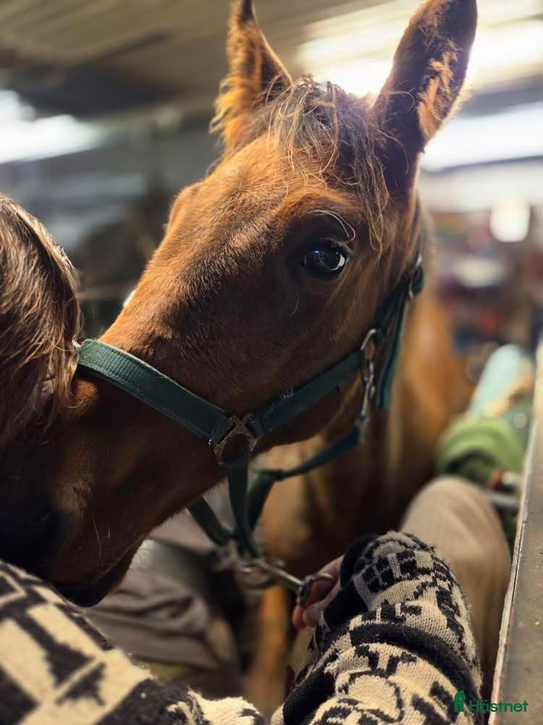 Trav hästar till salu: Årsföl  i Vikarbyn - Annons 7