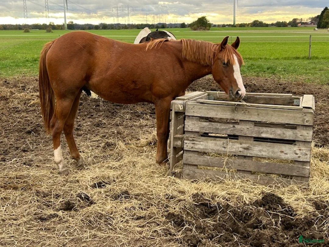 Western hästar till salu: Spirit ! i Löberöd - Annons 2