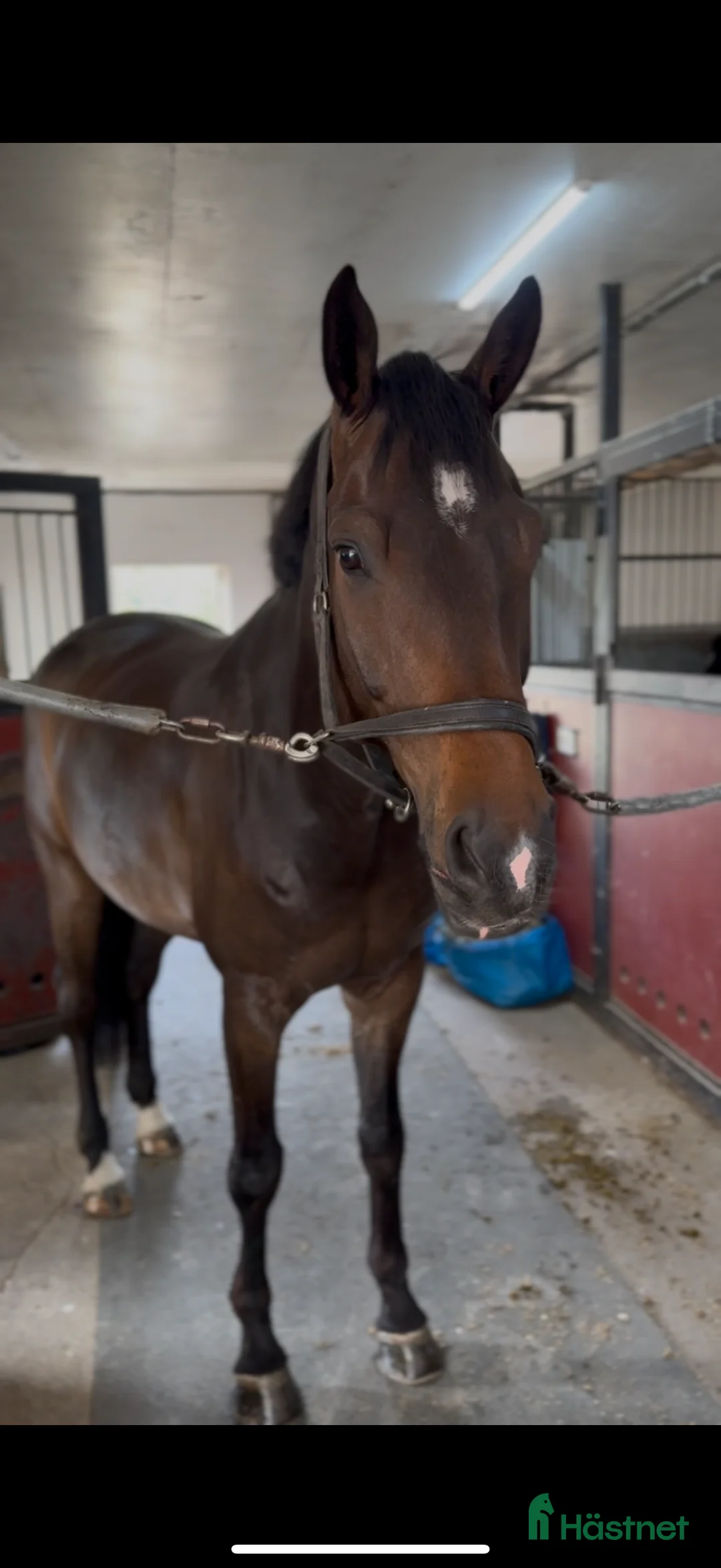 Hoppning hästar till salu: Mycket fin häst med bra huvud - Annons 2