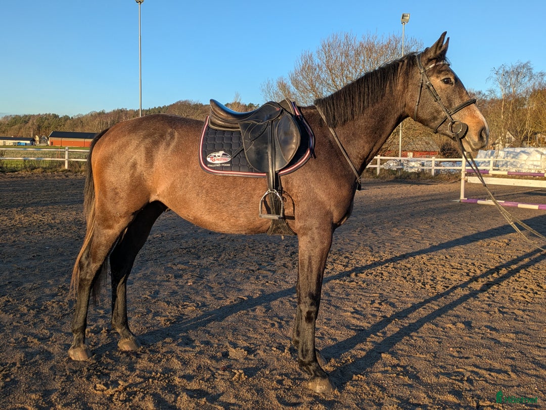 Hoppning hästar till salu: Cryst A llized Vanel  i Fjärås - Annons 2