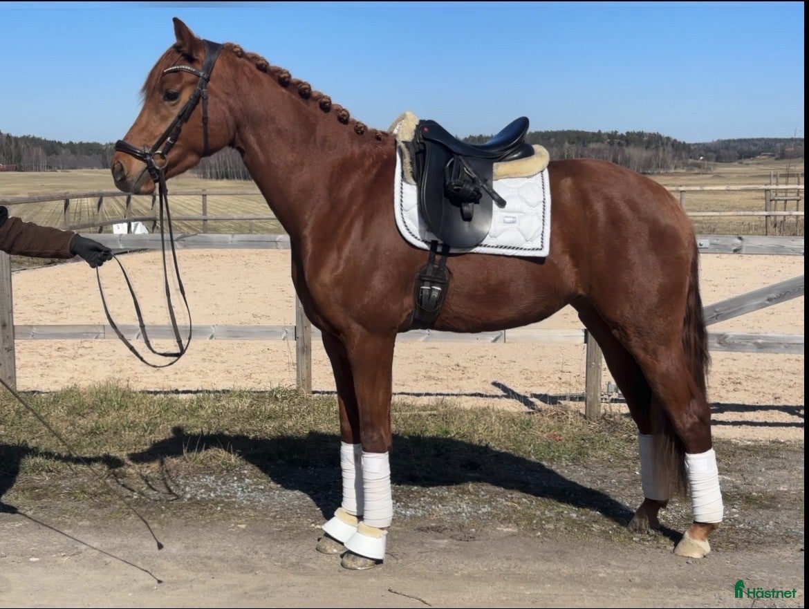  hästar Välstammat 3-årssto av mindre modell - Annons 3