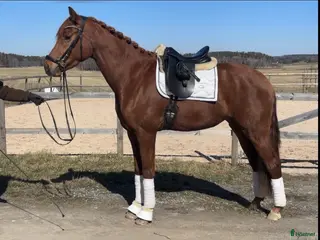 hästar Välstammat 3-årssto av mindre modell - Annons 3