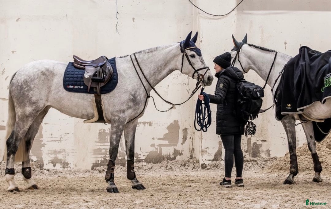  hästservice finnes: Söker du/ni en ny tränare?  - Annons 5