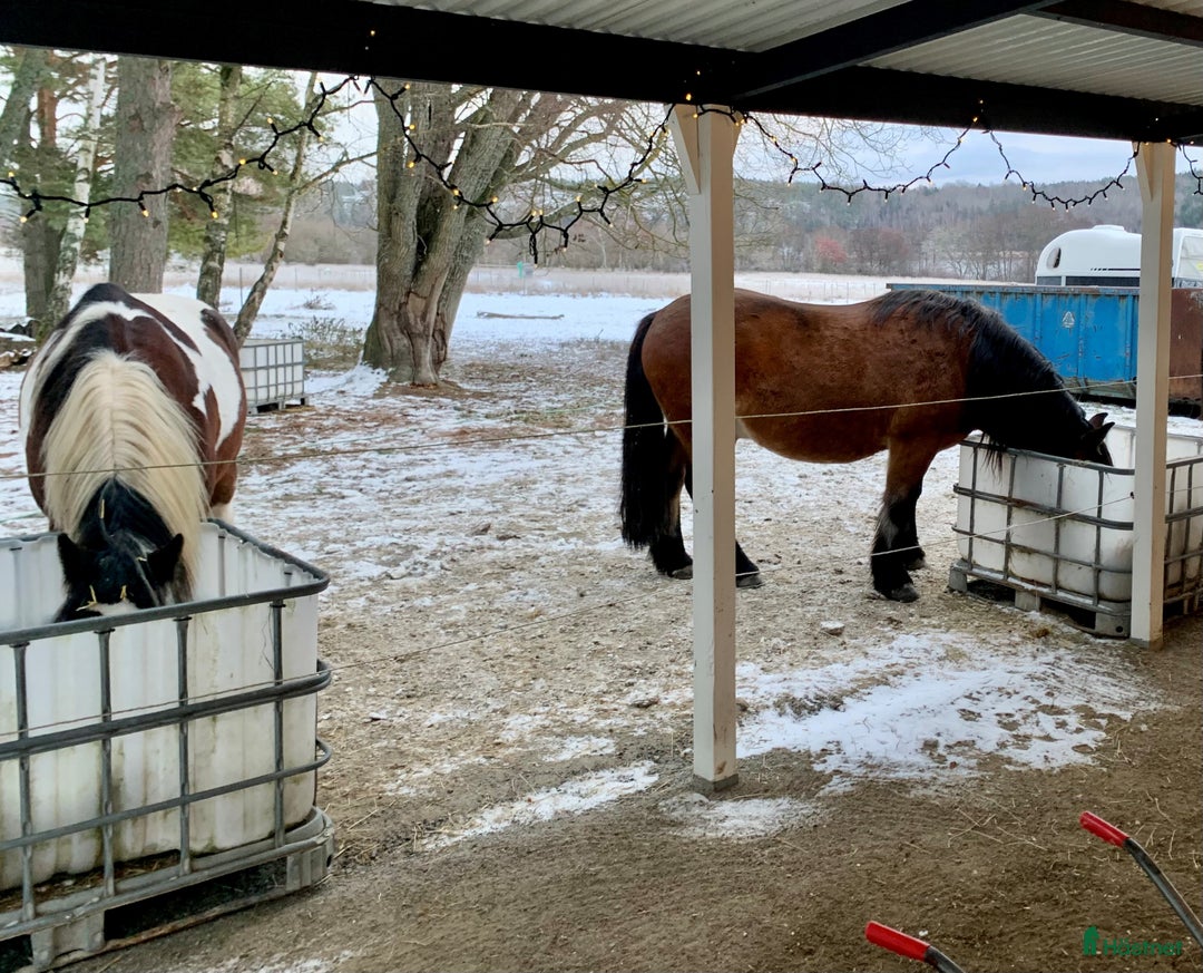  stallplats finnes: Stall med havsutsikt i Grödinge - Annons 5