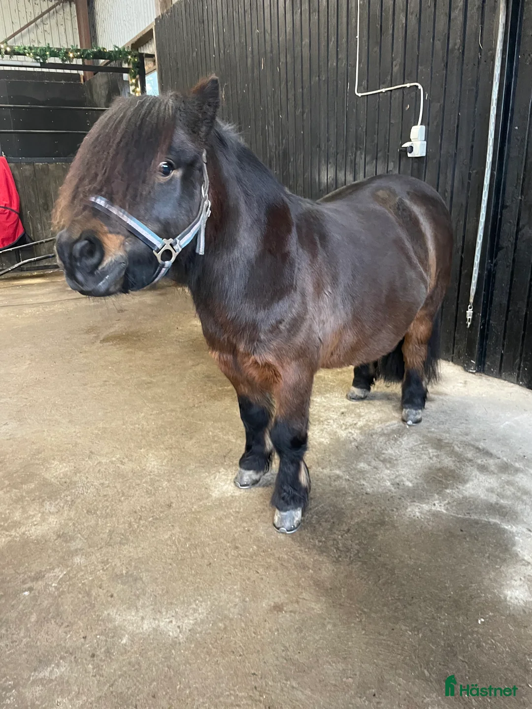 Trav hästar till salu: Travshettis Ysol  - Annons 3