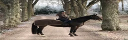  hästservice finnes: 🐴 Utbildning & förmedling på Stall Ljunganäs 🌿 - Annons 1