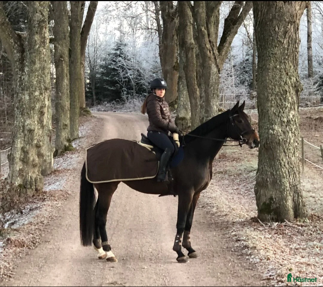  hästservice finnes: 🐴 Utbildning & förmedling på Stall Ljunganäs 🌿 - Annons 1