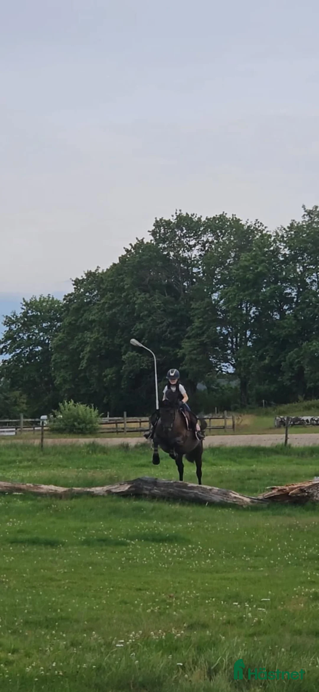 Allround hästar till salu: karaktäristisk allround ponny  i Moheda - Annons 14