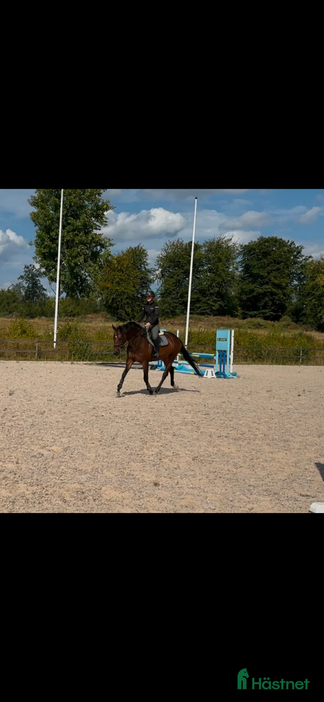 Allround hästar till salu: Projekt/avlessto - Annons 2