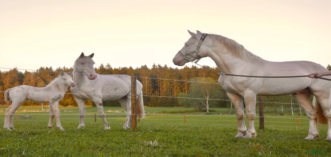 Galleribild {{count}}