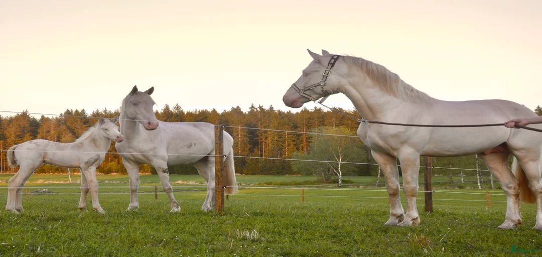 Galleribild {{count}}