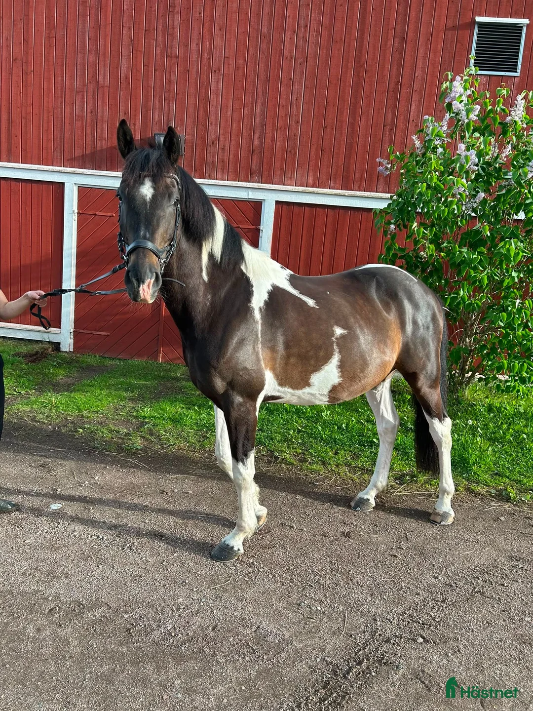 Allround hästar till salu: Polsk halvblodsvalack - Annons 2