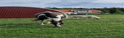 Allround hästar sökes: Söker ett äldre sto i Grillby - Annons 1