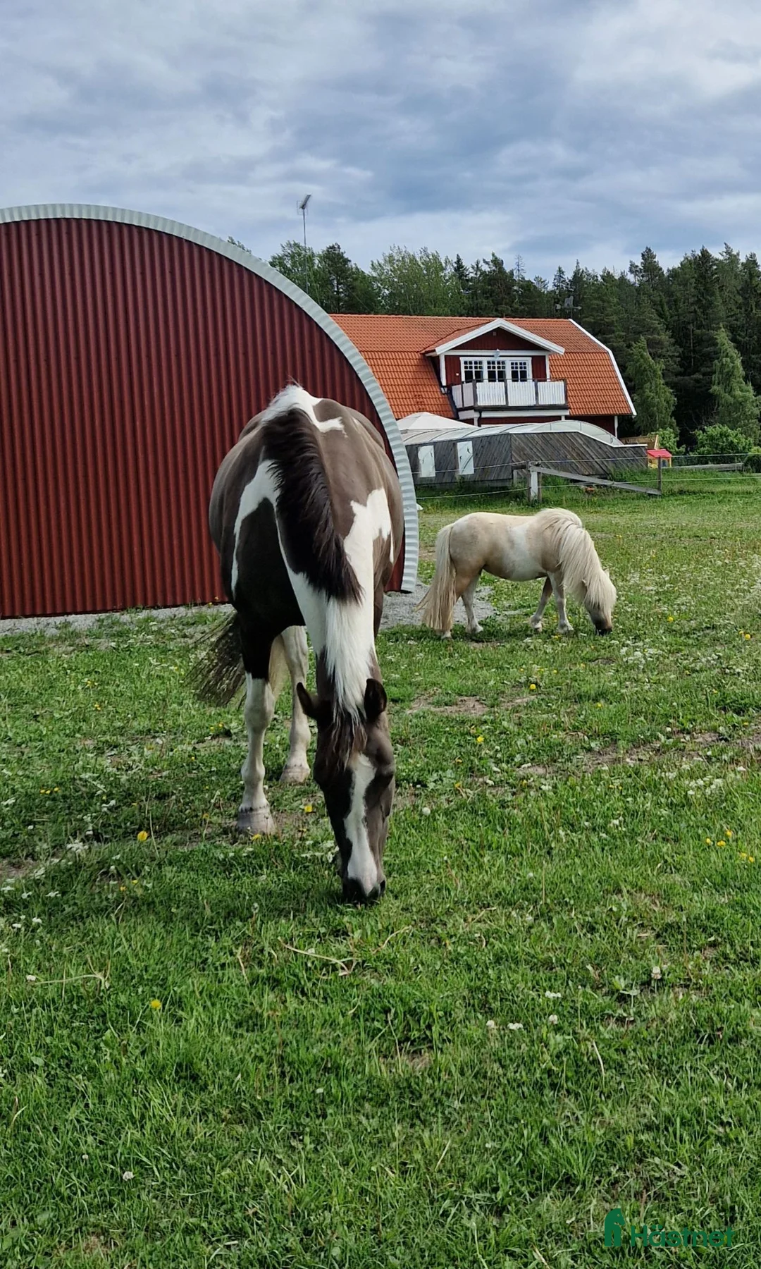 Allround hästar sökes: Söker ett äldre sto i Grillby - Annons 1