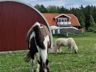 hästar Söker ett äldre sto - Annons 2