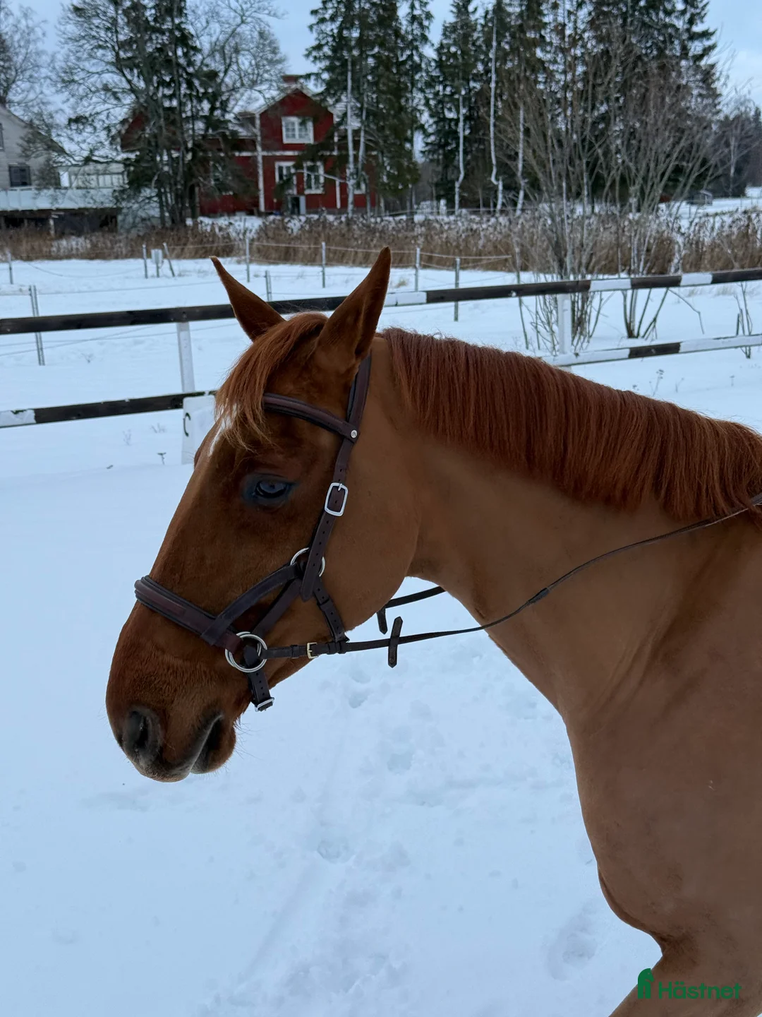 Hoppning hästar till salu: Grön 7 åring med toppstam! - Annons 3