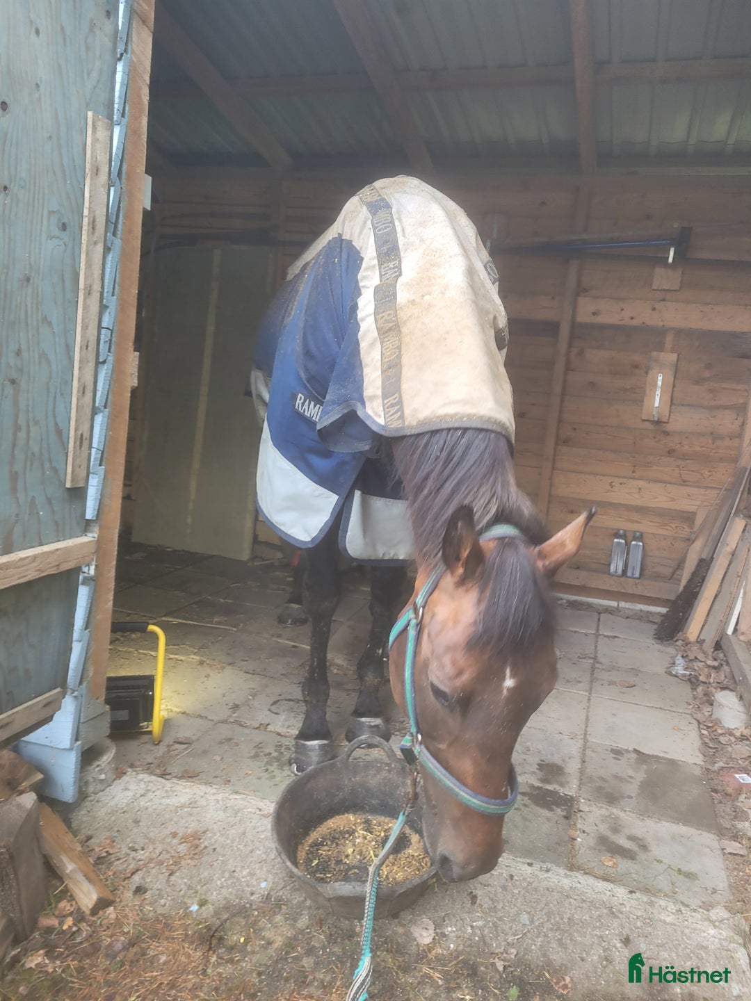  medryttarhäst finnes: Medryttare sökes  i Kungsör - Annons 2