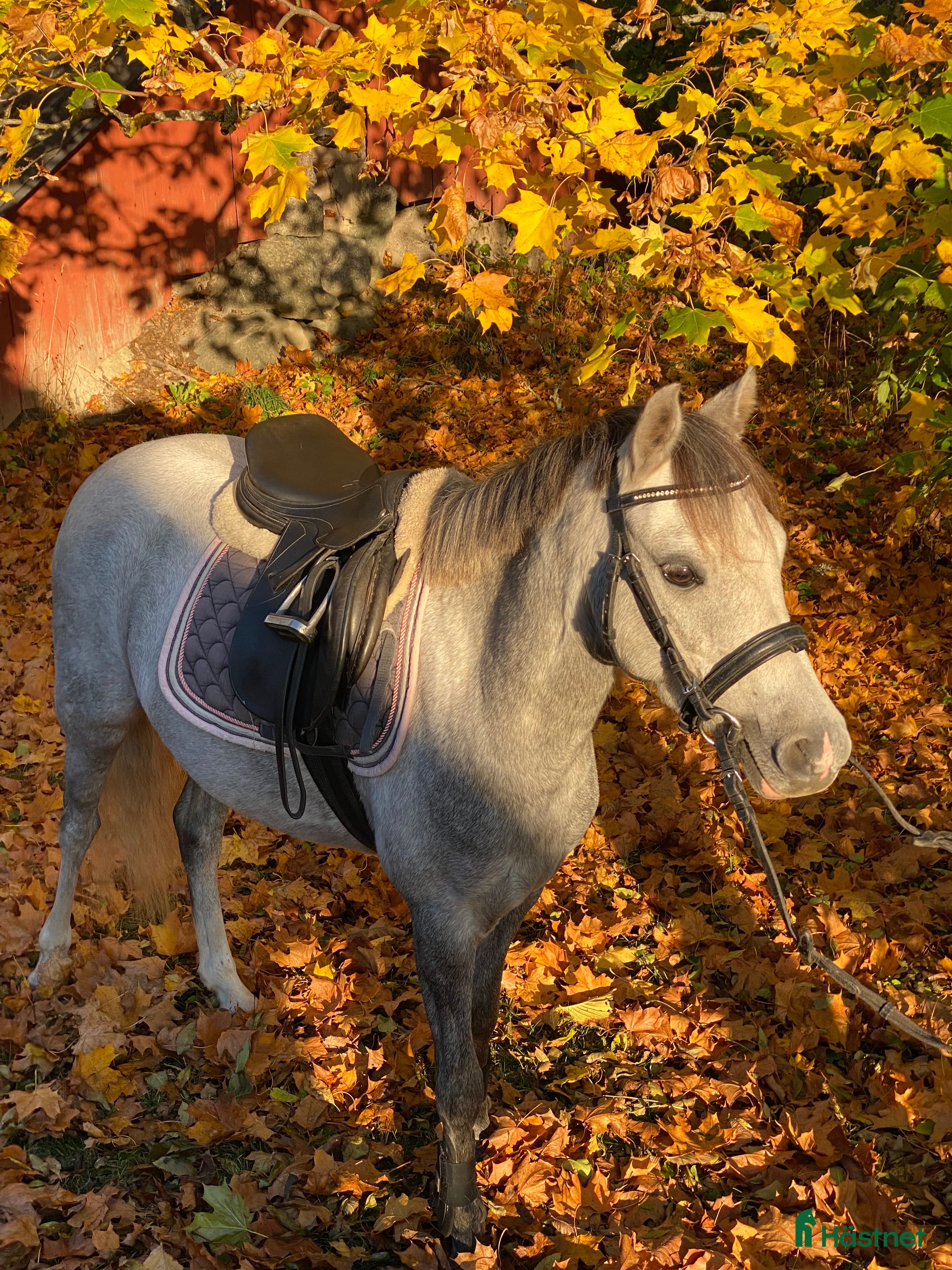  hästar Superfin hopponny som är starta i galopp  i Grillby - Annons 1